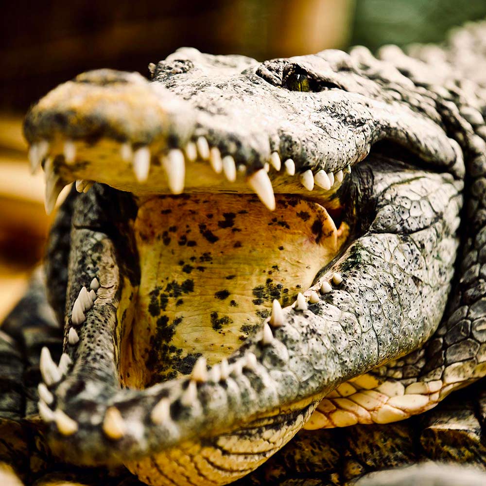 la ferme aux crocodiles un site web réalisé par l'agence Sharing